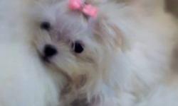 A VERY EXTREME ....BABY DOLL FACED MALTESE...SHE HAS THE MOST GORGEOUS LITTLE FACE EVER ! VERY SHORT NOSE, BIG EYES, SHE MEASURES 3.5 INCHES LONG BY 3.5INCHES TALL! SHE IS INCREDIBLE ! HER PERSONALITY IS A+ SHE IS SO FRIENDLY AND SO FUNNY TO WATCH...SHE