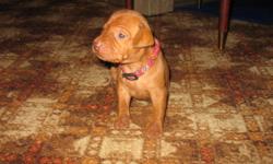 WE HAVE CUTE ADORABLE VIZSLA PUPPIES, ALL PUPPIES ARE RAISED IN OUR HOME AND SOCICALIZED WITH CHILDREN AND ADULTS. ALL OUR VIZSLA PUPPIES WILL BE CKC REG'D VET CHECKED, MICROCHIPPED, TAILS DOCKED, HAVE HAD THIER FIRST SHOTS. VERSITILE BREED, EXCELLENT