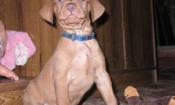 WE HAVE 2 CUTE ADORABLE MALE VIZSLA PUPPIES LEFT READY TO GO NOW. THEY ARE RAISED IN OUR HOME AND SOCICALIZED WITH CHILDREN AND ADULTS. ALL PUPPIES WILL BE CKC REG'D, VET CHECKED, MICROCHIPPED, TAILS DOCKED. HAD THEIR FIRST SHOTS, DEWORMED. VERSITILE