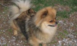 looking for a small  male dog ( pomeranian ,chihuahua, x, )to breed my female pomeranian she weighs around 6-8lbs.
she is in heat right now, started about dec 15.
i need to be able to leave her at your home , since i have 2 large dogs that will not allow