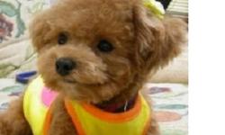 Needs to be a male toy poodle, no exceptions. Willing to buy for 500 more or less, we'll make a deal for reasonable price. It is going to be a family dog. Wanting a red or brown toy poodle but can make exceptions.
This ad was posted with the Kijiji
