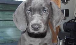 Our puppies are a Weimaraner Labrador mix called Georgian Bay Sporting Dogs (GBSD). They don't run away when off leash! Their Lab genes reduce separation anxiety. GBSD have the best traits of Weims and Labs and make the best family dogs. GBSD are not