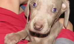 I have 4 beautiful Weimaraner puppies (2 females, 2 males). These pups have their tails docked, dew claws removed, have been de-wormed, Vet checked, vaccinated and wonderfully socialized. They are ready to go!
Weims are great with children, are extremely