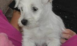This little girl is the only pup we have left from her family!  She is a happy go lucky pup that is used to being with children.  Vaccinations and dewormings up to date.  Westies are non-shedding dogs who love to spend time outside even when it is cold!