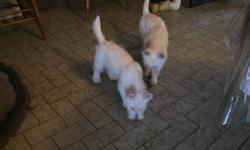 We have two male westie pups available, they are friendly out going and good with children. They are Canadian Kennel Club registered, micro-chipped, had all shots and vet checked. We are located ten minutes north of London.   519-666-1049