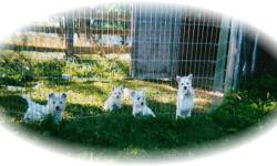 Wonderful Westie Puppies Available Now!!
Canadian Kennel Club Registered Puppies bred by responsible breeder breeding for pets with excellent temperament that make wonderful life long companions.
Puppies will be registered, microchipped, have first shots,