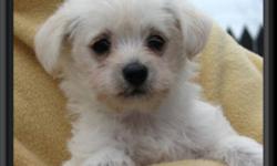 Patty & Buddy have a litter of beautiful westie-poo puppies.  Mom is a westie and dad is a poodle.  They are the most loving puppies.
Pup #1 is a white female
Pup #2 is a white female  -  SOLD
Pup #3 is a white female  -  SOLD
Pup #4 is a white female  -
