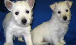 We have two very nice, very playful and cute Westie puppies ready to go to their new home.
One male and 1 female.
Westies are an awesome companion. They are low to non shedding. They will grow up to around 12-15 lbs.
 
They are born Oct 13.
 
If you are