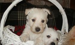 Westies, male and female come with Vet papers,these pups come from hardy parents Mom from BC, Dad from southern Ont,pups are strong and healthy  $650. Pictures can be found on Sault Ste Marie Kijiji,will meet part way.