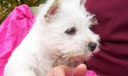 Purebred CKC Registered Westie Puppies available. Ready to go to their new home. Puppies have been Vet Checked and had their shots and deworming. Well socialized with our family in our home. From champion bloodlines. Excellent coat quality and