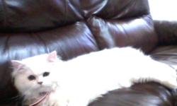 I have a beautiful White Persian cat for sale her name is Lucy (6monthes) .Lucy had been vaccinated  , healthy ,and well trained "litter box" .She is such a good friend especially with kids. The reason of the sale  we are out of the town for long time.