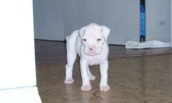 White boxer puppies for sale (two have a random spot on them)
Father is purebred white boxer
Mother is 1/4 rottweiler-3/4 white boxer
3 males, 4 females (two females have markings)
All puppies tails are docked, dewclaws have been removed, and will all