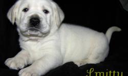We have White English Labrador Retriever Puppies!  8 Boys, 3 Girls.  Well bread, adorable and so sweet! A White Lab is the lightest of the Yellow Labs. English Labs are gentle, calm, with a stalky stature. Labs have an excellent temperment and are great