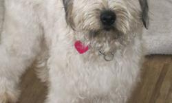 Whoodles are a hybrid of soft coated wheaten terrier and poodle.
*Puppies are typically born dark and lighten to wheaten colour.
Wheatens are known for their affectionate, lively personality and they keep their puppy enthusiasm and looks. Poodles are