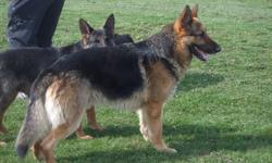 We currently have three remaining purebred german shepherd puppies for sale. Two males and a female. Parents are of the working class variety and have prototypical german shepherd tempermant, showing loyalty and intelligence. Mother is CKC registered and