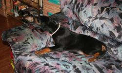 black tan Dobermans
1 female and male left for Christmas willing to hold up to the 24th
Also have a litter Due beginning of march.... first come first served.
first vaccines
tails docked
dew claws removed
vet record