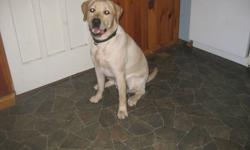 YELLOW LABRADOR RETRIEVER
We are a CKC registered kennel & are looking for a new home for this beautiful boy.
His name is Buddy and was born Sept. 01/2010.
He is CKC registered, micro-chip ID, all vaccinations are up to date with all records, neutered &