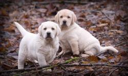 Yellow Lab Pups -- White in color.  Mom and Dad here. First shots and Vet check included , etc. Smaller sized (English) Lab puppy, Not ckc, Born November 6-2011..... Ready Now 700.00 to approved Homes. Call Rob @ 604-309-9908 for info, or Email.....