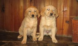 Beautiful yellow Labrador puppies. they have been vet checked and have had their first shots. Great indoor/outdoor family companions. One male and one female to pick from For more info call 403-308-9118 from Mon-Sat only.