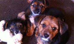 Yorkie-cross puppy. Only one male puppy left. He is the small puppy in the middle with the shorter coat. He has had his first shots and been dewormed twice. Will be a nice small dog. Parents are both under 10 pounds and he will probably weigh around 7