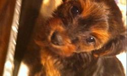 Yorkie-poo puppies mom is a miniature apricot poodle daddy is a yorkie. Will be nice nonshed small dogs as adults. Will be ready to go 1st weekend of New Year after all the holiday excitement. Please call 780 998-3911 or 780 906-5934 to reserve one.
This