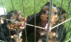 Yorkie puppy's for sale they come with there first shots deworming vet check booklet and a zip lock bag of the food they are eating I have 3 male 2 female add will be deleted when all gone.
This ad was posted with the Kijiji Classifieds app.