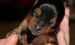 Ready to come home for Christmas!! Yorkshire Terrier puppies for sale (unregistered). Born October 8, 2011. 4 males. 3 females. Puppies should be around 5-7 lbs.  Puppies will be ready to go the week of   December. 18, 2011.  $800.00 each with a $200.00