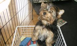 YORKIE PUPPIES
3 PUPPIES -2 FEMALES - 1250.00 - BOTH SOLD
                    1-MALE- 750.00
                    BORN AUG 30-2011
                    parents CKC registered
One cute-cudley-playful - yorkie puppy ready to find his new home
raised in a