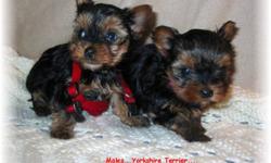 Adorable Tiny Yorkie Pups! 3 males to choose from. We are now taking deposits to reserve your special puppy! Mommy is 5lbs and Daddy is 3.6lbs. Ready to go just in time for Christmas! Non Shedding! and will be started on the peepads and Newspaper
