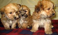 3 caramel coloured males, 2 black/tan females.  Come and let one of these beauties spoil you with their love and affection. We have Yorkie / Bichon puppies.
 
Born Dec 10, 2011.
 
They are non shedding, very easy going and a pleasure to be around with.