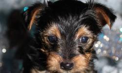 Ready to come home for Christmas!! Yorkshire Terrier puppies for sale (unregistered). Born October 8, 2011. 4 males. 3 females. Puppies will be ready to go December. 10, 2011.  $700.00 each with a $200.00 deposit required to hold your puppy. Raised at