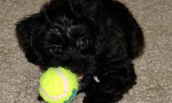 We have 1 adorable yorkiepoo male puppy.Raised with children!
Mommy is a 5 pound toy poodle and dad is 8 pounds yorkie.So puppies should mature in that range.Both Mom and dad are excellent with children and have great personalities. Puppy has had his