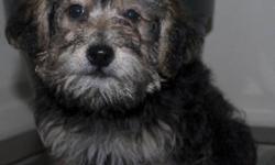Yorkie-poo Male
12 Weeks - Sleeps through the night!!
This Yorkie poo has loads of energy and play in him. He will be nonshedding and hypoallergenic. This puppy will make a fabulous loving family companion and will require some grooming. This adorable