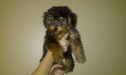 We have for sale a 4 month old male Yorkie Poodle cross.  We have had him for a month, and thought our family was ready for a dog, but we are not.  Have toys, food water dishes, and other accessories that we have bought for him, that go too.  He is a very
