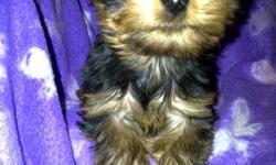 TWO MALE YORKIE PUPPIES READY TO GO
MOTHER IS BLACK, SILVER AND TAN.
THE FATHER IS SILVER, BLACK AND TAN.  THEY WEIGH 4LBS AND 4.5LBS.
THEY ARE VERY PLAYFUL,LOVE TO CUDDLE AND WELL SOCIALIZED.
GOOD WITH OTHER ANIMALS.
VET CHECKED, FIRST SHOTS AND