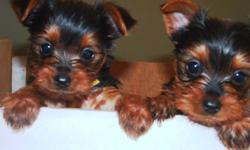 Yorkie Puppies - 1 females and 1 male left. 1st needle, health check & microchipped. Mom is 5.5 lbs. Dad is 4.5 lbs. 1st picture is from a previous litter, 2nd picture is Mom and 3rd is Dad - 5th & 6th pictures are from previous litters. Pups will be