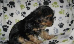 All females yorkie puppies with a dash of poo.  Mother is 3/4 yorkie and 1/4 toy poodle, father is pure yorkie.  Vet checked, first shots, dewormed.  Family raised.  Both parents on site.  Mature between 5 - 9 lbs.  Most weigh around 2 1/2 lbs right now.