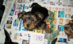 I have five cute little Yorkie puppies that are ready to go on October the 1st. They are all boys and have had their first shots, de-worming and general health check-up done by my vet. The mother is about 8lbs and the father around 7lbs. All are very
