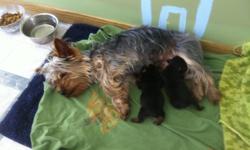 Yorkie Puppies
 
We have 2 adorable puppies for sale
 
1 female will be about 4.5 lbs fully grown
1 male will be about 4 lbs fully grown
 
Asking $500 for the male and $600.00 for the female.
 
The puppies will be ready the first week of November.
They