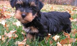 Adorable Male Yorkie Puppy. He was born Aug 17 and will be ready for his new family on October 12. His dad is a 7lb CKC registered Yorkie, and his mom is a 9lb Biewer Yorkie. This little guy would be perfect for a family as he will be a bigger Yorkie,
