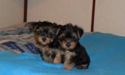 This little litter of farts aren't ready now, but maybe in one week, if they are eating well. They are around 2lbs now, and home raised. The parents are; mom-7lbs yorkie, and  dad-5.5lbs yorkie. Playful, charming, and just little gems. Please phone for a