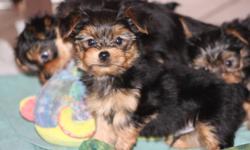 SNUGGLY YORKIE PUPS!!
 
FIRST THREE PICTURES WERE TAKEN NOV 5.
 
PUPS ARE NOW VET CHECKED AND VACCINATED.
THE PUPS WEIGH 1.7LBS - 2 LBS.
THEY SHOULD BE 4 1/2- 6LBS FULL GROWN.
 
THESE BABIES ARE JUST SO ADORABLE.
THEY LOVE PEOPLE.
THEY WILL FOLLOW YOU