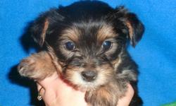 We have 2 beautiful Yorkie X chihuahua puppies looking for forever homes. One female and 1 males. Vet checked, vaccinated and dewormed. Come with a puppy pack, vet certificate and one year guarantee. Kid friendly. We are asking $400.00 for the males and