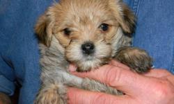 I HAVE TWO   PUPPIES READY TO GO THE WEEK OF CHRISTMAS, TO APPROVED HOMES.
 
1 MORKIE (MALTESE X YORKIE)
1 YORKIE X  (LHASA APSO X YORKIE) 
 
THE MORKIE is 600.00 AND YORKIEX 700.00
 
LOVINGLY RAISED IN MY HOME WITH LOTS OF CARE AND ATTENTION.  WILL HAVE