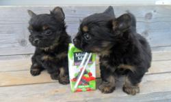 This tiny sweeties will be 7 weeks this Monday 26th of Sept. Pictures were taken to show you how tiny they are today Sept.23rd almost 7 weeks old.
They will be vet checked and have their first needles and be dewormed.
The mother is a Yorkie/Shih-tzu mix