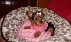 Tiny toy yorkies, ready to go now, hypoallergenic, full and fluffly, non-shedding, vet checked, shots up to date, dewormed, adult sizes 5-7lbs. 416-841-6375 This ad was posted with the Kijiji Classifieds app.