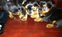 i have 1 female  raised pure Yorkshire  for sale she weights about 4 pounds ,These pups are non-allergenic and non-shedding.They are ready to go... parents are on the side. inbox me  for more details .
thanks