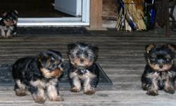 We are a Ma and Pa operation and have Yorkie like pups ..one male, one female left. Had they're first shots, socialized, well groomed, dewormed and have a two year health guarantee.  We can deliver to North Bay.  See the parents here!  Call 705 386 7297