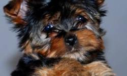 We are proud to present our gorgeous small male yorkshire terrier, his name is Portos. Parents are from very distinguished blood lines and excellent pedigree. Registered, micro-chipped, with a one year health genetic guarantee and all the paperwork from