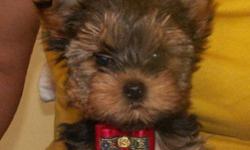 YORKSHIRE TERRIER boy,PORTOS ready to go.Small.
european line, dark thick coat, .
pedigree, vaccinated, vet certificate of health, micro-chipped, parents on site.
if interested, please call 416-939-6643 and look at our website at